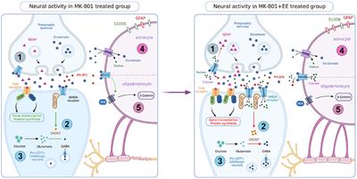 The effects and mechanism of environmental enrichment on MK-801 induced cognitive impairment in rodents with schizophrenia